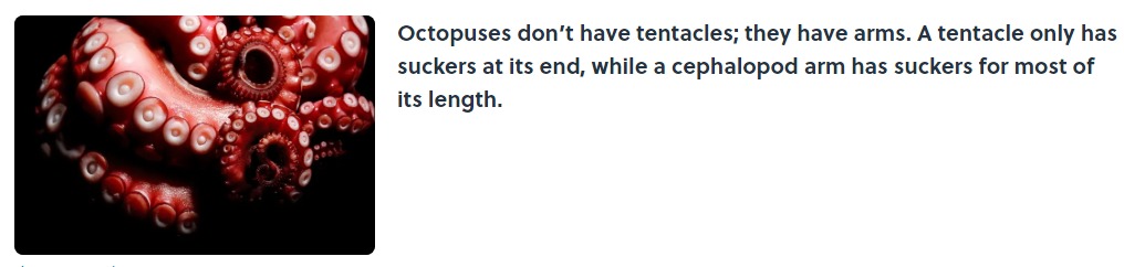 Name:  Octopus..jpeg
Views: 3039
Size:  46.9 KB