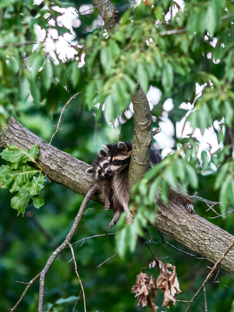 Name:  raccoon21.jpg
Views: 3054
Size:  876.8 KB
