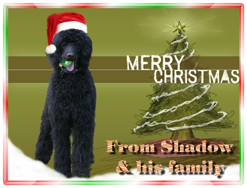 Name:  shadow-christmas-card-3.jpg
Views: 34975
Size:  291.5 KB