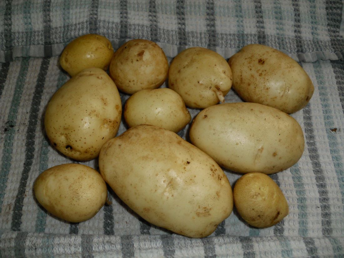 Name:  Potatoes.JPG
Views: 586
Size:  134.7 KB