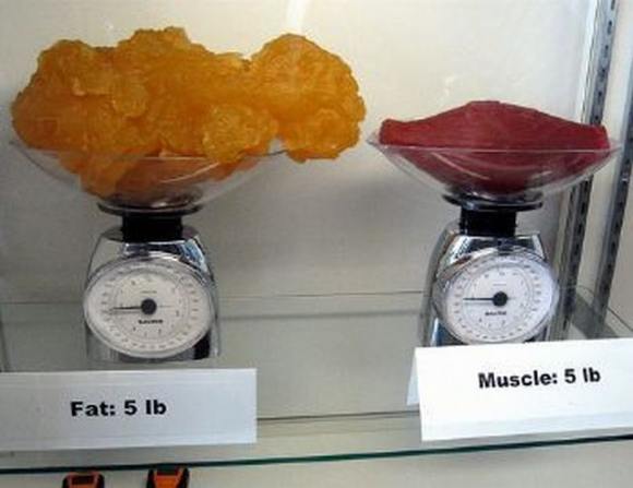 Name:  Fat and muscle..jpg
Views: 3280
Size:  27.6 KB