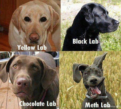Name:  meth-lab-dog.png
Views: 744
Size:  495.1 KB