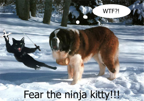 Name:  ninjakitty.jpg
Views: 608
Size:  54.5 KB