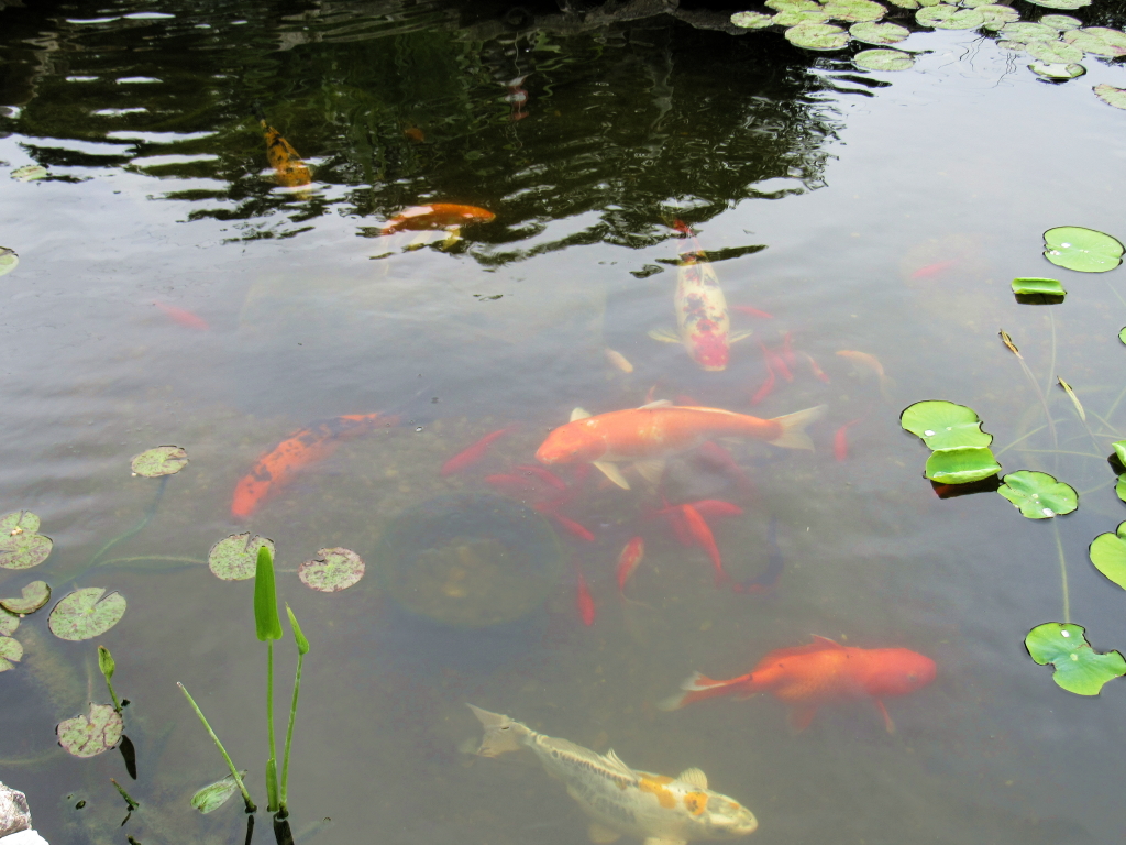 Name:  pond-fish.jpg
Views: 20213
Size:  648.7 KB