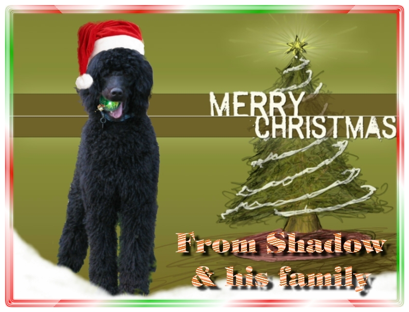 Name:  shadow-christmas-card-3.jpg
Views: 34621
Size:  291.5 KB