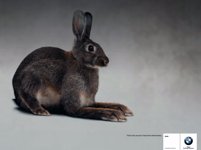 Name:  bunny.jpg
Views: 3954
Size:  55.3 KB