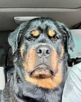 Rottweiler's Avatar